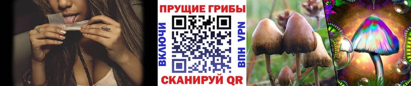 Псилоцибиновые грибы Cubensis  купить закладку  Волжский 