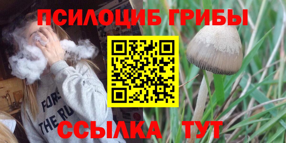 Галлюциногенные грибы Psilocybine cubensis Волжский